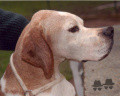 Pedigree RAN DEL SOLE Pedigree RAN DEL SOLE